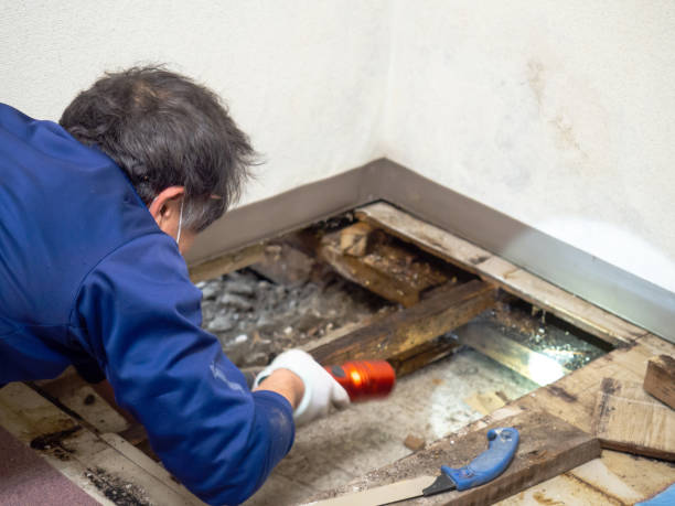 Best Certified Mold Removal  in North Ogden, UT