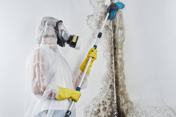 Best Residential Mold Removal  in North Ogden, UT