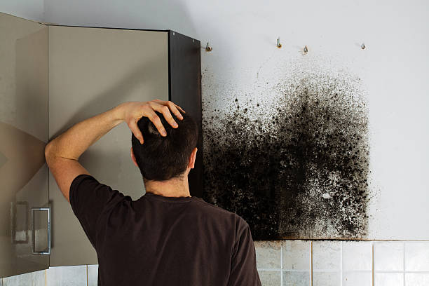 Best Toxic Mold Removal  in North Ogden, UT