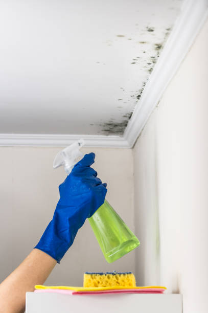 Best Crawl Space Mold Removal  in North Ogden, UT